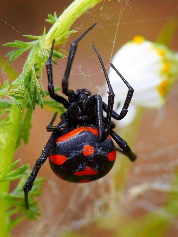 Чёрная вдова паук. образ жизни и среда обитания чёрной вдовы | живность.ру