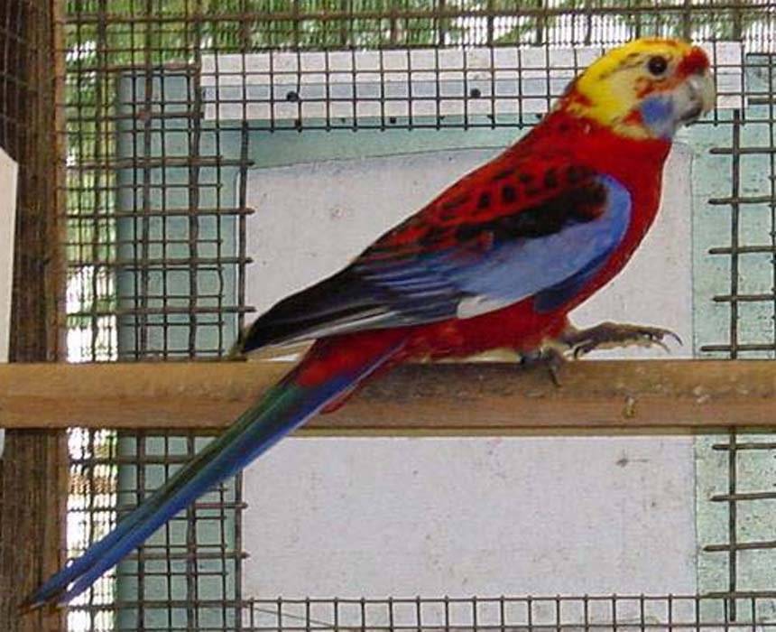 Попугай розелла: фото, уход и содержание в домашних условиях