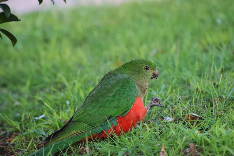 Королевский попугай: фото, особенности австралийской породы, жизнь в дикой природе и в домашних условиях