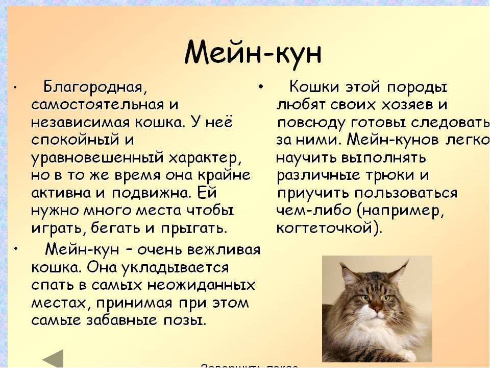 История кошек породы Мейн-кун