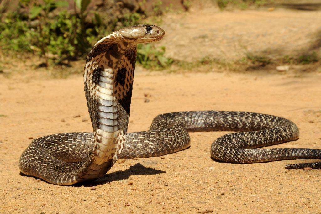 Кобра – священная змея