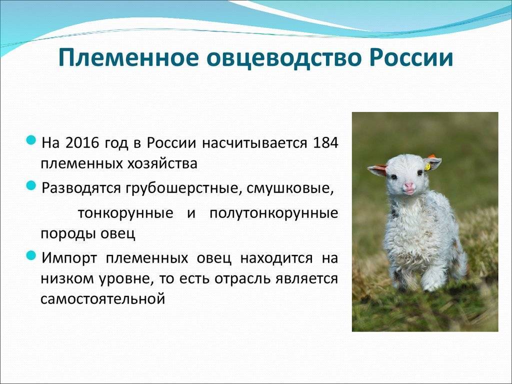 Овцеводство как бизнес для начинающего фермера — finfex.ru