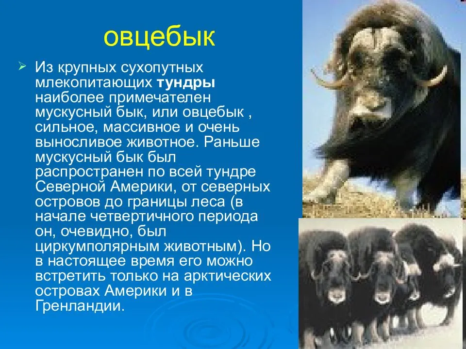 Овцебык - muskox