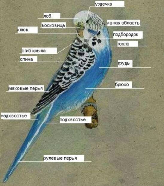 Как определить возраст волнистого попугая: приметы и особенности
