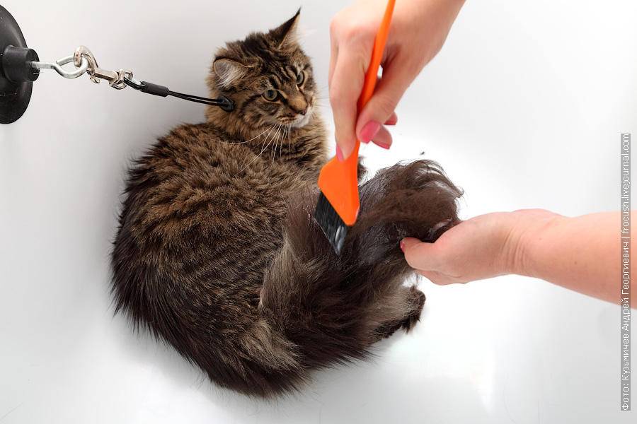 Как помыть кота или кошку в домашних условиях | видео, шампунем, котенка