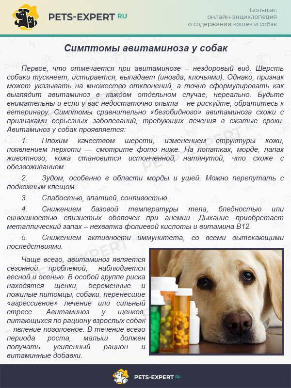 Узи почек у животных: кошек, собак и других животных в россии