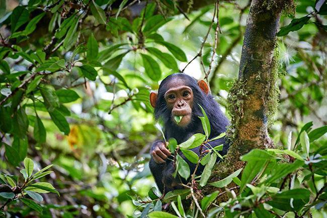 Где живут обезьяны: разделение приматов на зоны обитания