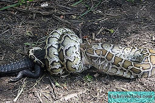 Анаконда – гигантская змея