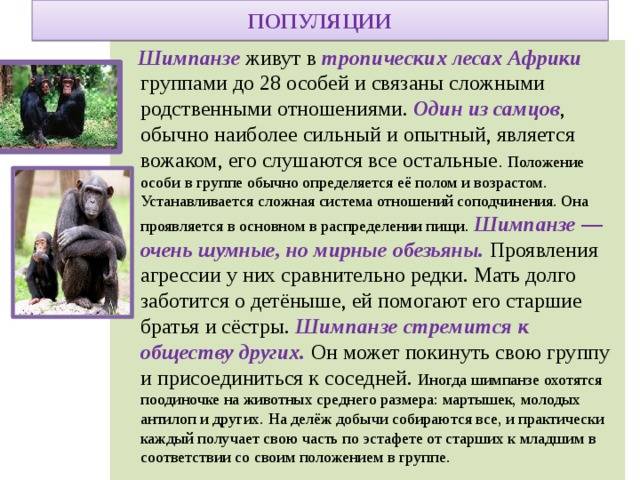 Продолжительность жизни шимпанзе в дикой природе и в неволе