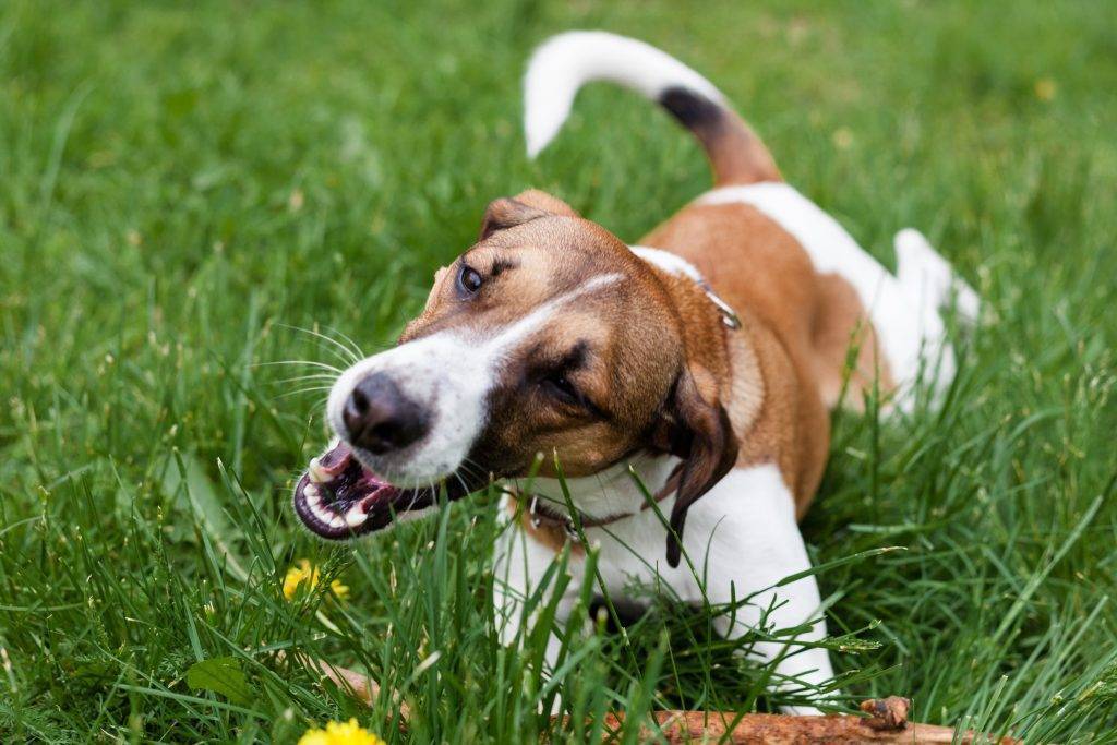 Гиперактивность собак. причины и коррекция | блог ветклиники "беланта"