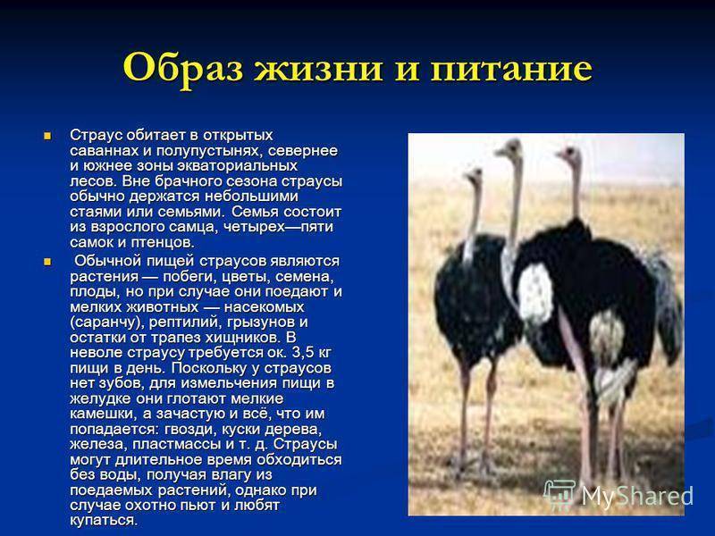 Африканский страус: описание основных характеристик птицы