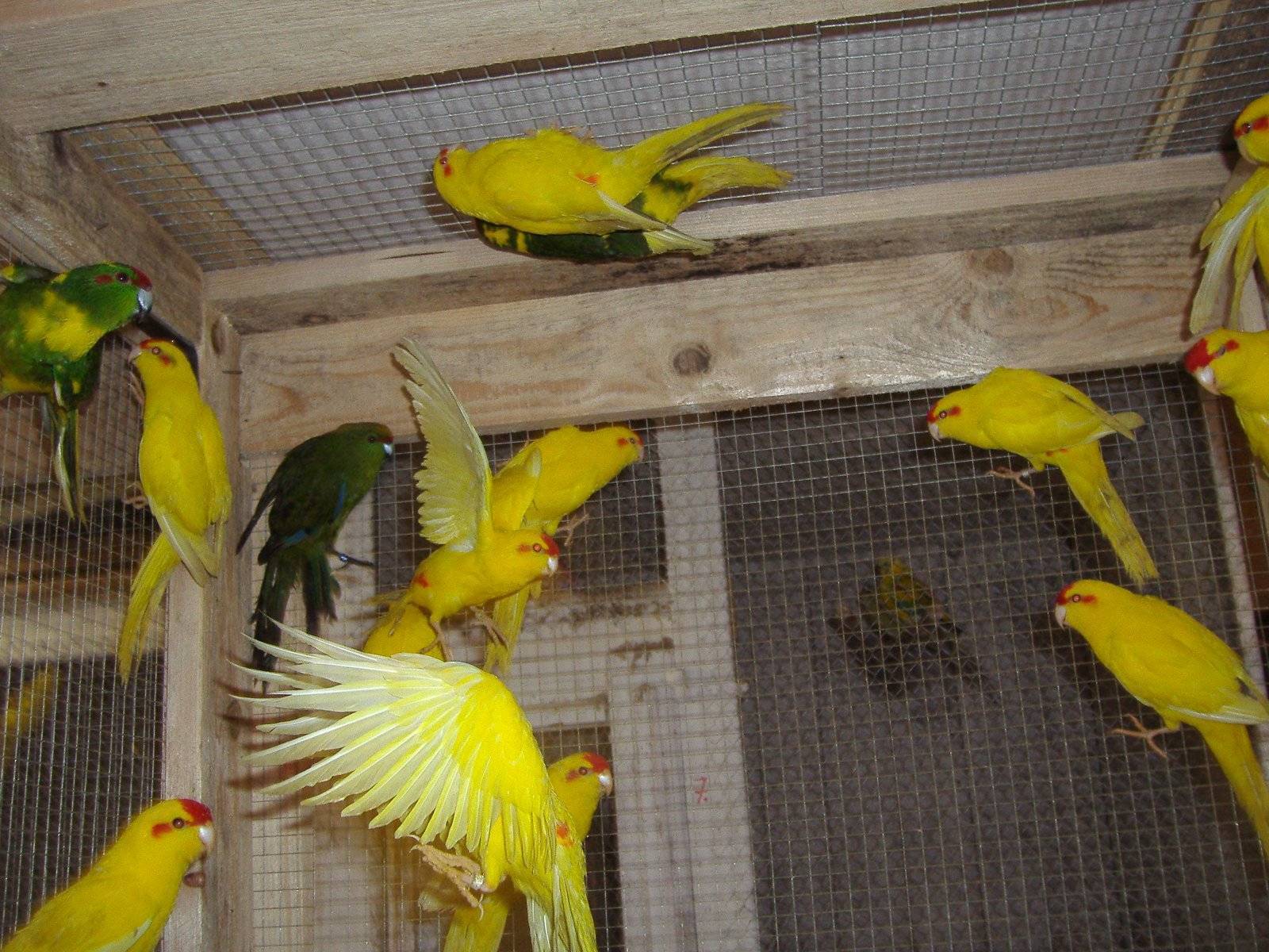 Какарики (прыгающие попугаи) : фото, описание, содержание wikipet.ru