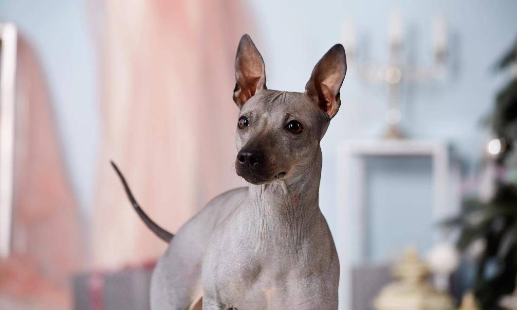 Американский голый терьер: характеристики породы собаки, фото, характер, правила ухода и содержания