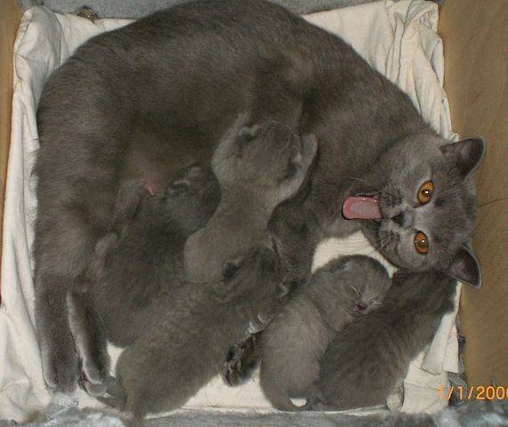 Сколько кошки ходят беременные в первый раз