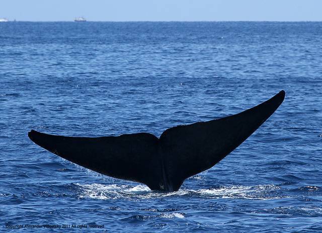Синий кит: описание, фото,питание,среда обитания | divo.site
