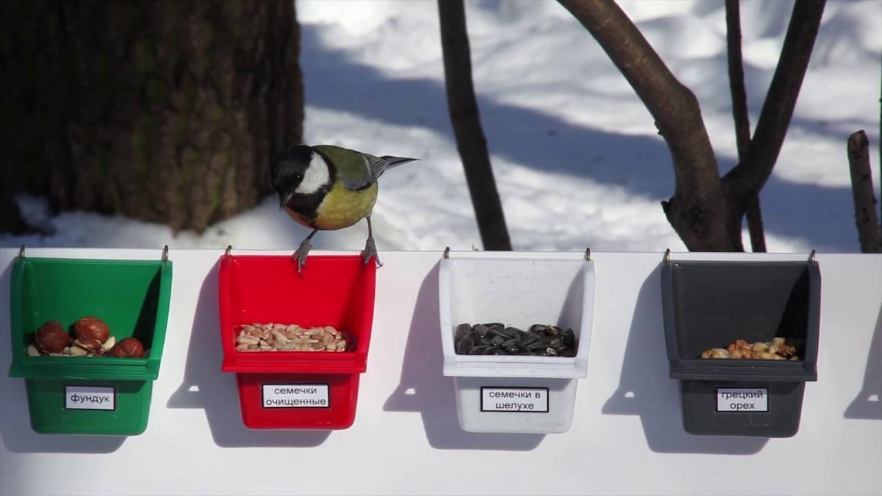 Продукты которыми можно кормить птиц зимой в кормушке, таблица