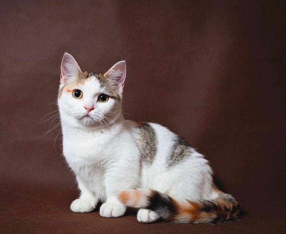 Обзор породы манчкин или кошка-такса: описание, фотографии | сайт о домашних животных