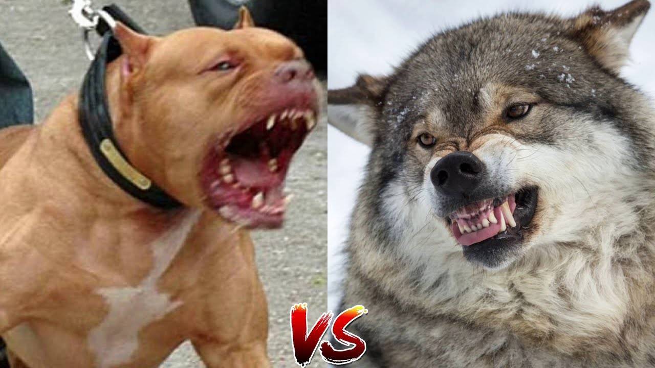 Кто сильнее волк или собака