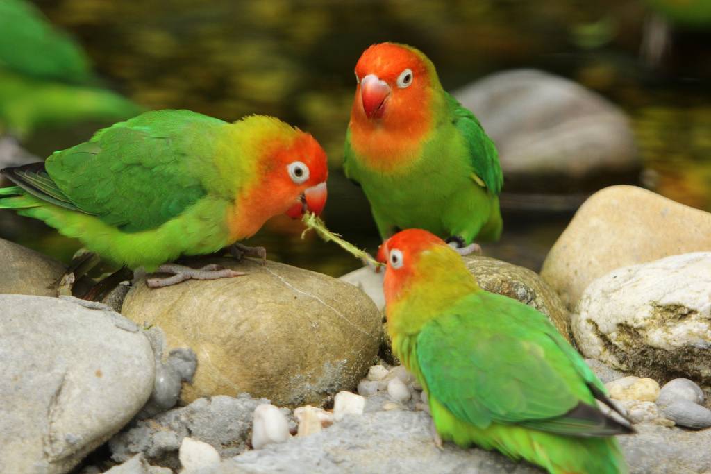 Продолжительность жизни волнистых попугаев в природе и домашних условиях