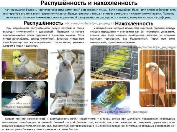 Особенности размножения волнистых попугаев