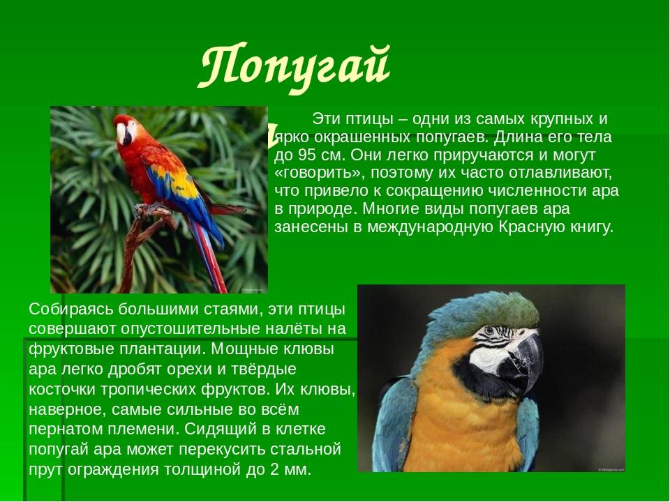 Интересные факты о попугаях корелла | vivareit