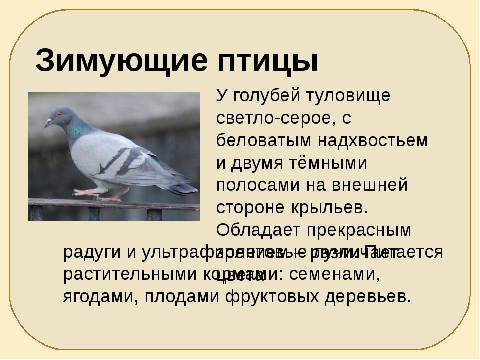 Породы голубей с фотографиями и названиями: большой обзор