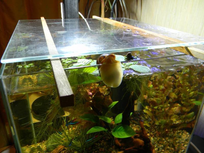 Улитка мелания в аквариуме: фото, описание вреда и пользы