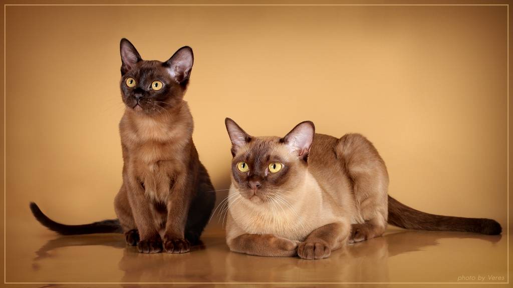 Кошка бурма: описание бурманской породы, характер и фото коричневого кота, выбор котёнка, уход за питомцем и содержание бурмилла