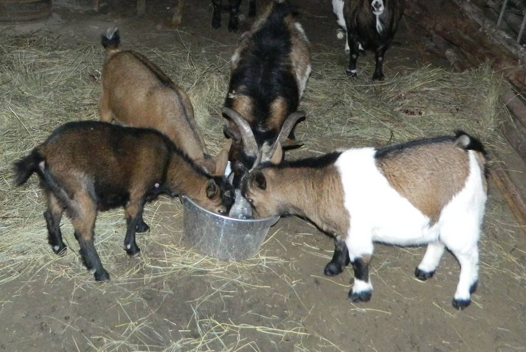 Камерунские карликовые козы: описание породы, уход, фото и отзывы
