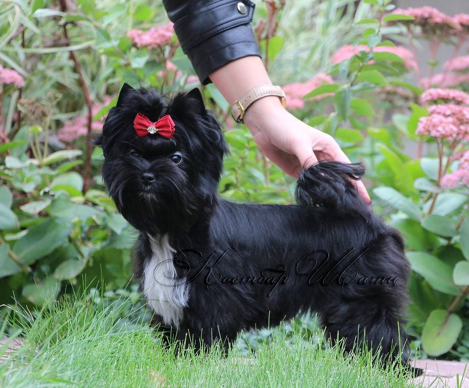 Йоркширский терьер мини (супер мини): все о породе карликовой собаки, фото, характер, размер