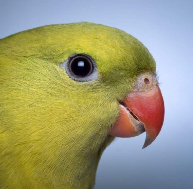 [новое исследование] королевский попугай - особенности вида, описание, содержание и уход, фото