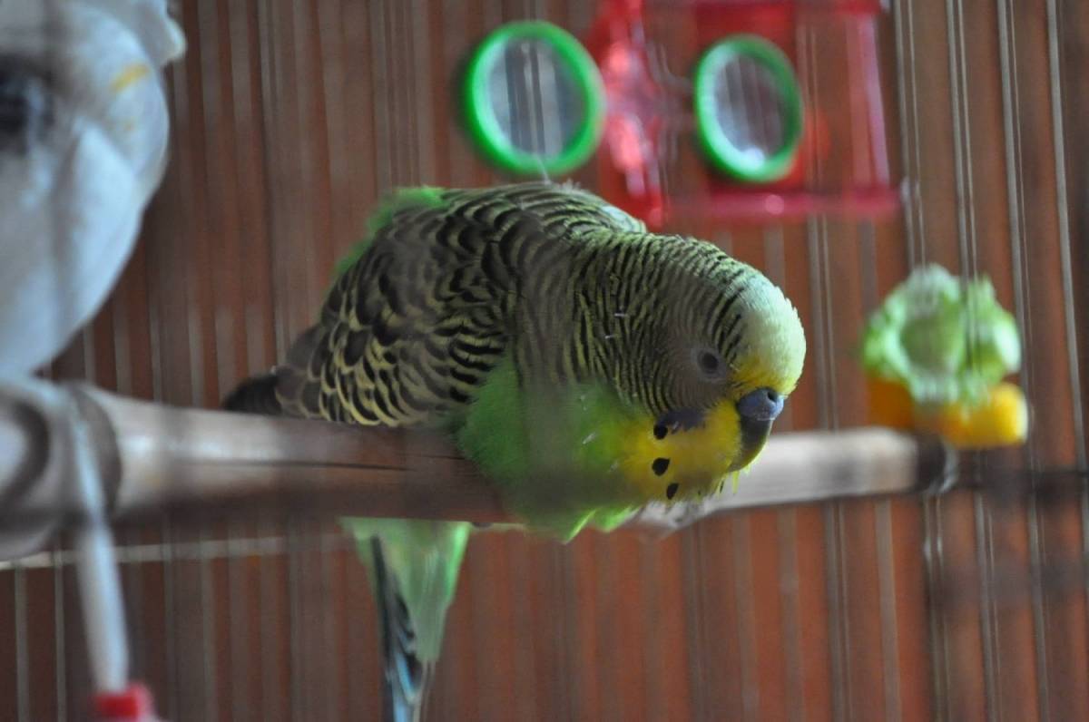 Способы обучения волнистых попугаев разговору