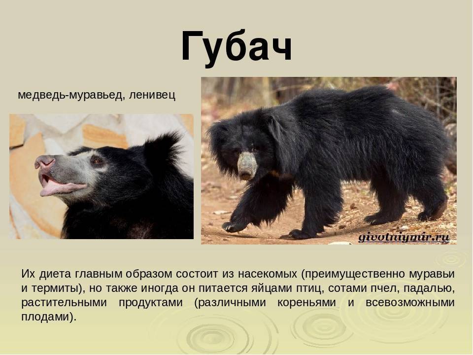 Медведь губач. образ жизни и среда обитания медведя губача | живность.ру