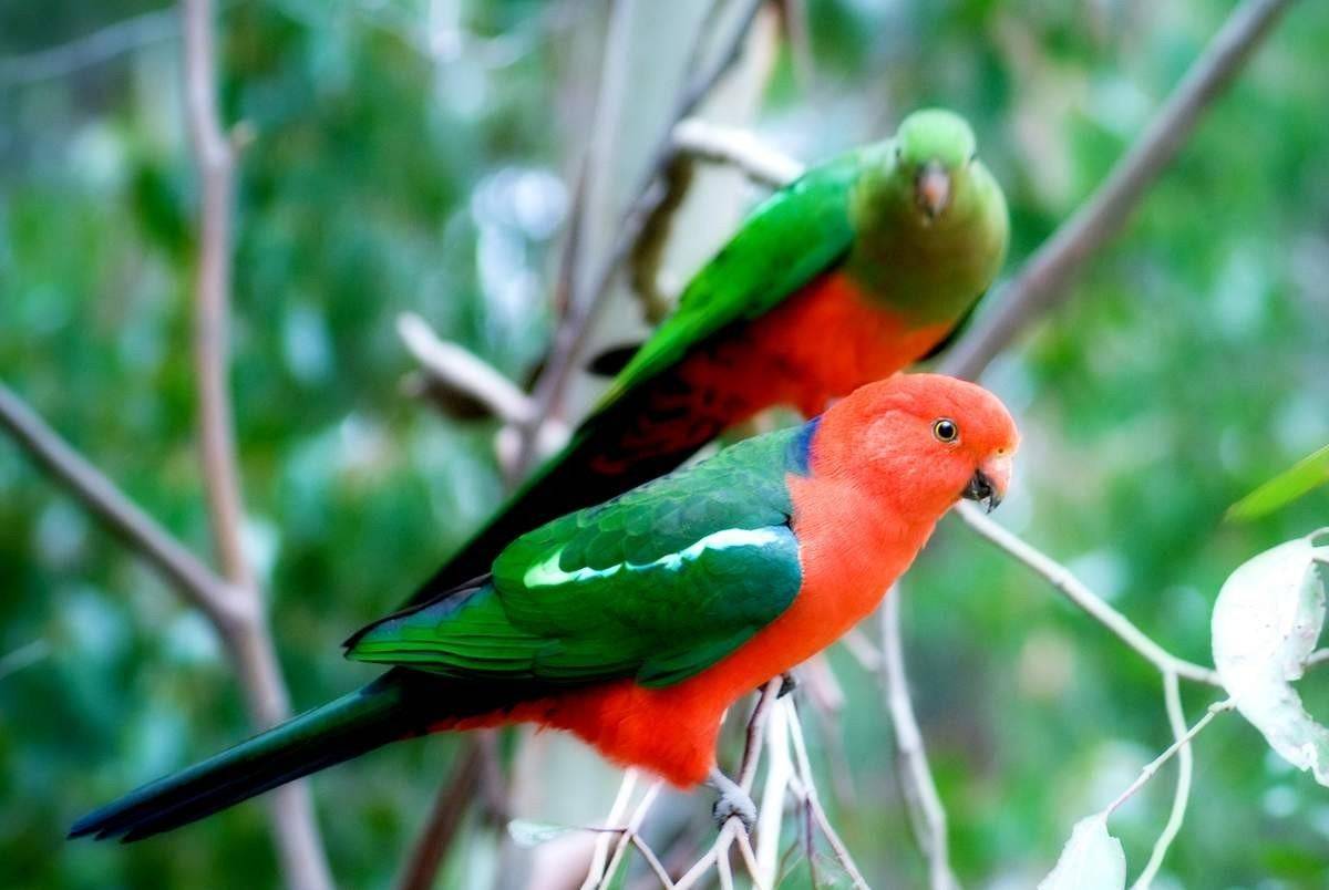 Маленькие попугаи: виды, фото, интересные особенности