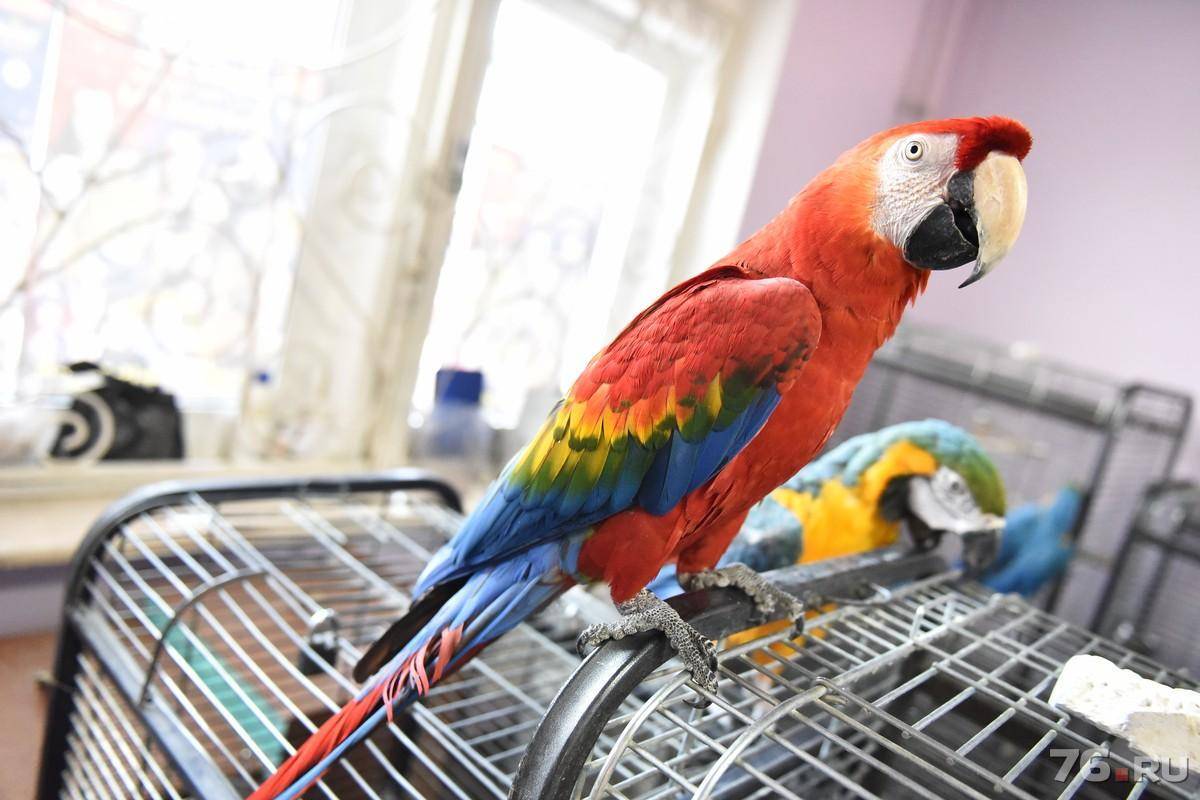 Большие попугаи | мои домашние питомцы