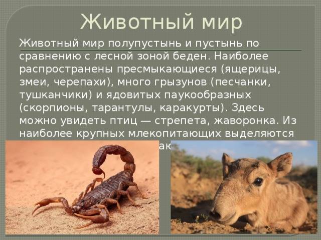 Какие животные живут в полупустынях россии