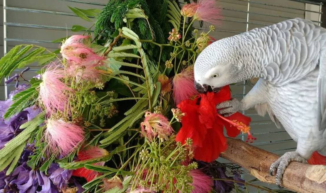 Большие попугаи | мои домашние питомцы