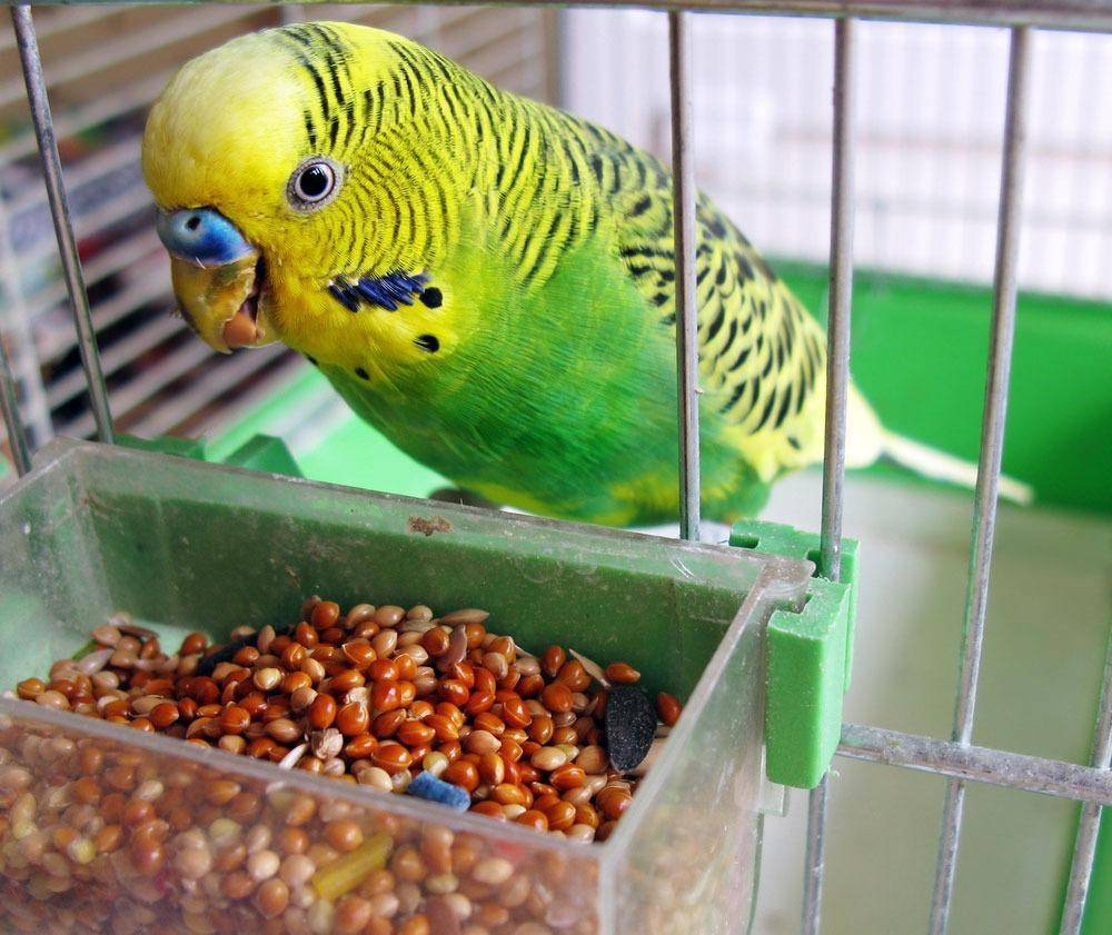 Правила ухода за волнистым попугаем и условия его содержания