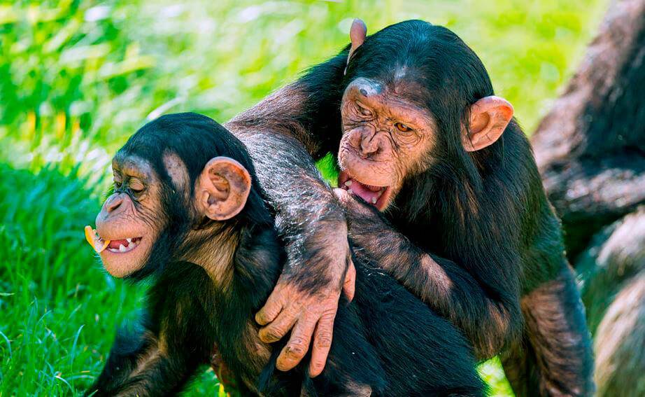 Виды обезьян: названия и фото, где живут и чем питаются, описание