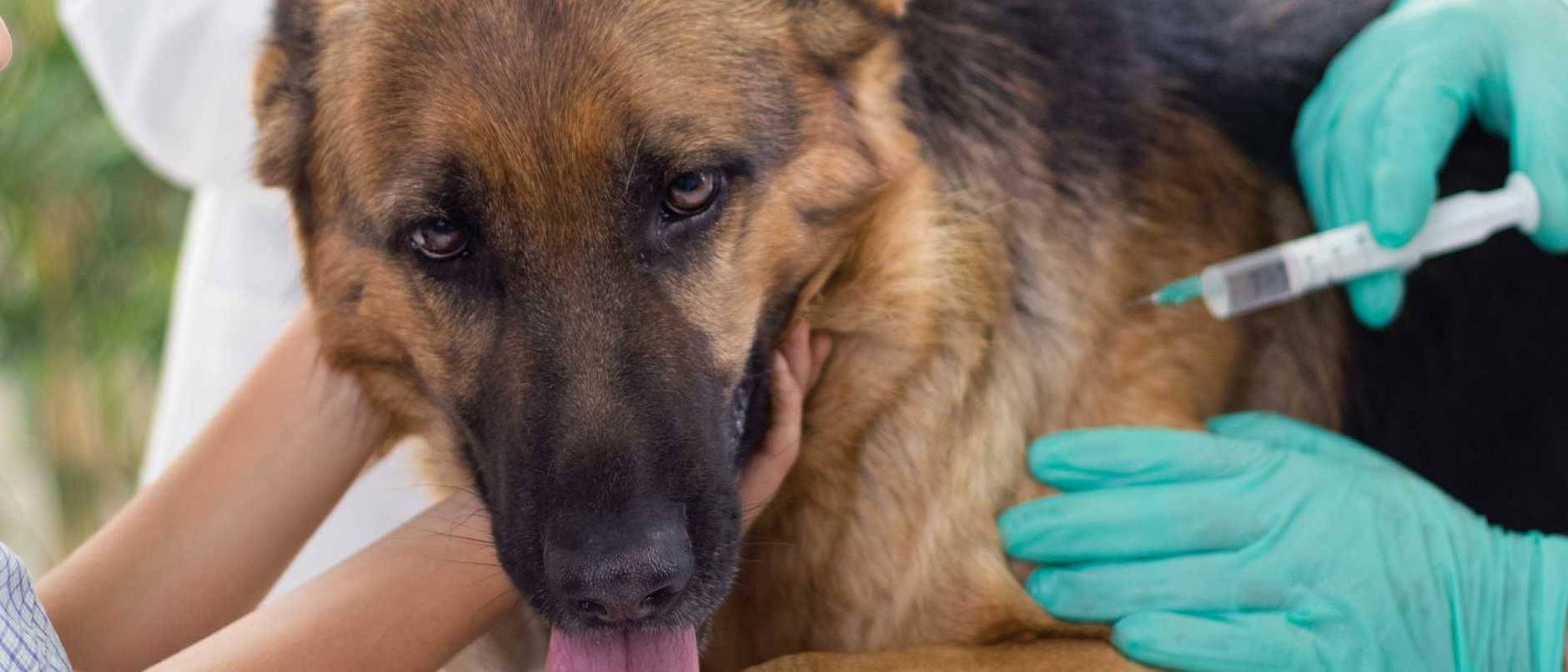 Демодекоз (подкожный клещ) у собак - симптомы, диагностика, лечение и профилактика
демодекоз (подкожный клещ) у собак - симптомы, диагностика, лечение и профилактика