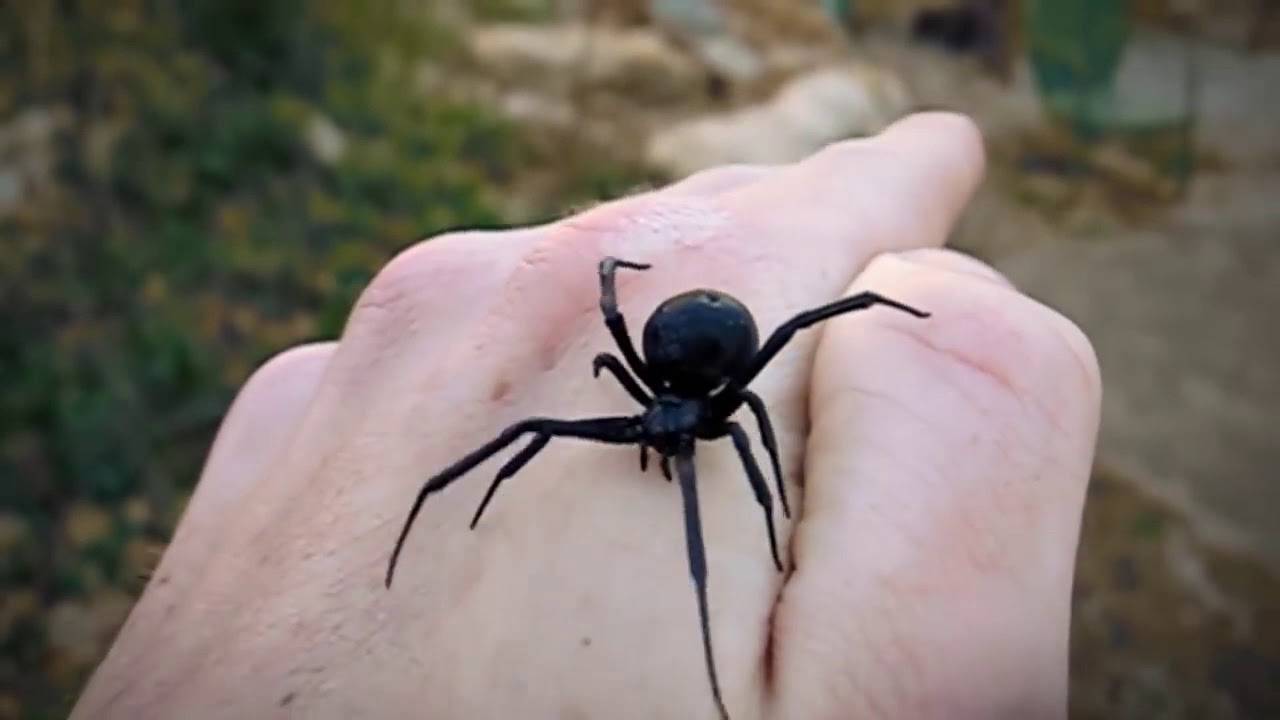 Самые опасные пауки в мире: топ — 7 | | на всякий случай