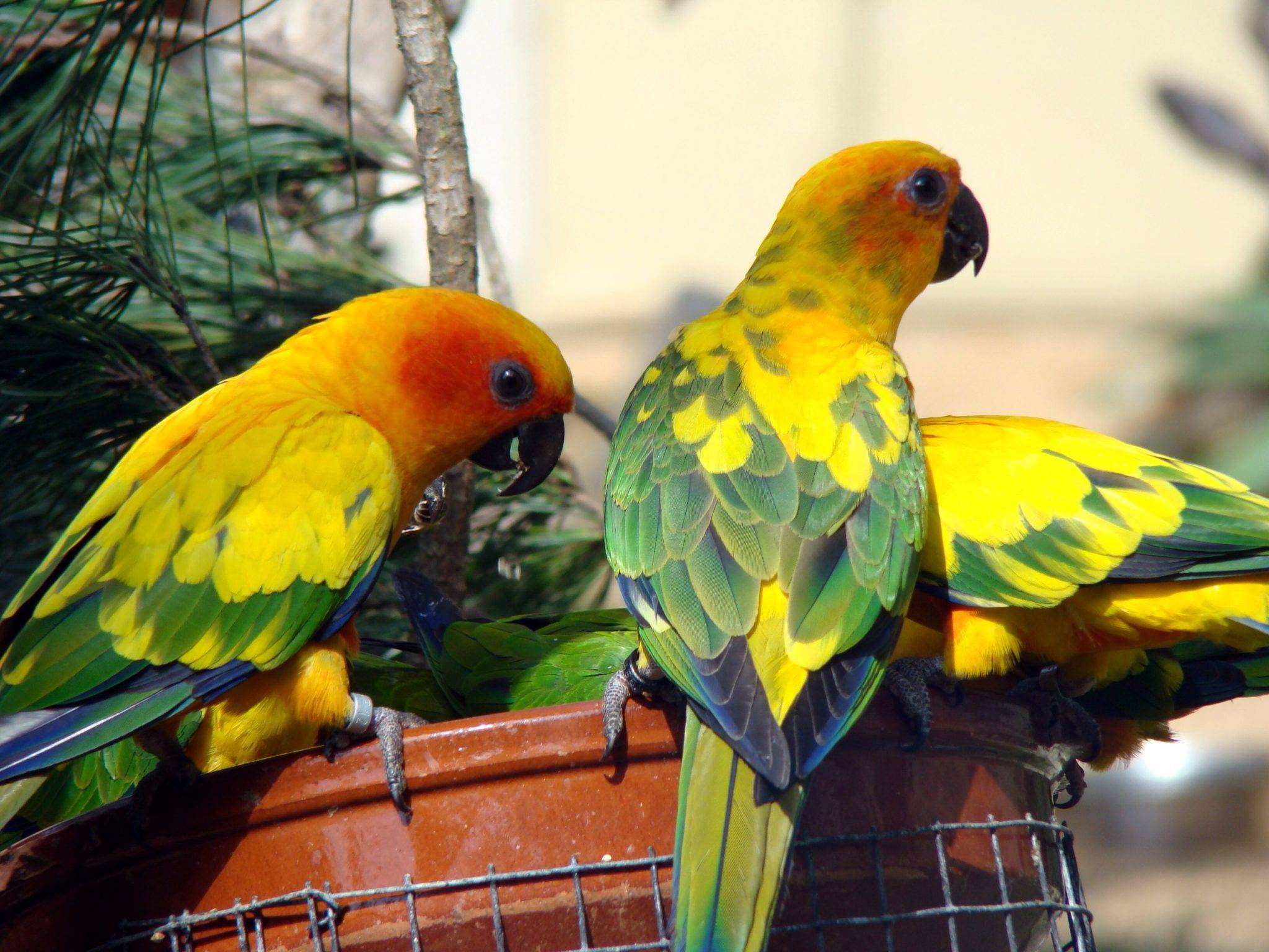 Попугай солнечный аратинга: виды, уход и содержание