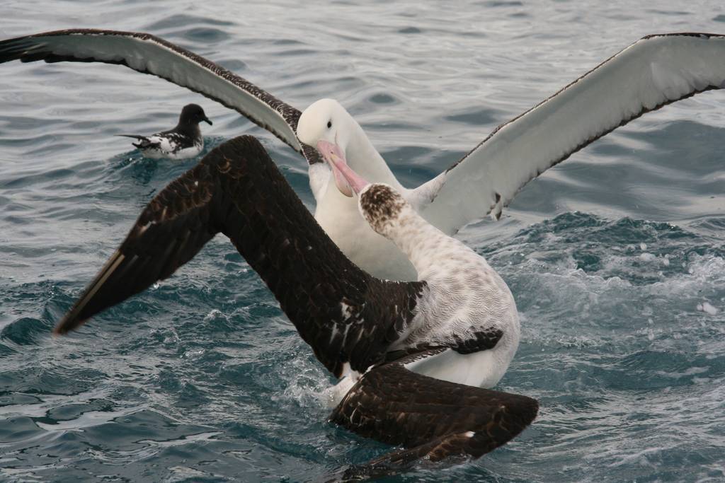 Альбатрос – фото, описание, ареал обитания, питание, размножение