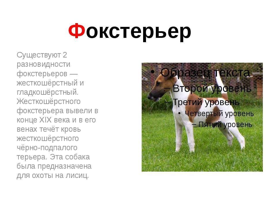 ᐉ описание породы жесткошёрстный фокстерье́р - ➡ motildazoo.ru
