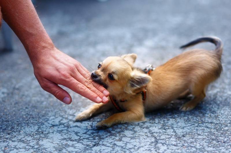 Как отучить щенка кусаться? – pet-mir.ru