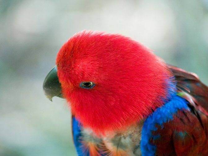 Попугай эклектус: благородный зелёно-красный попугай