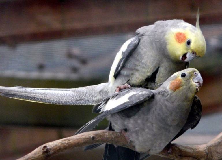 Особенности разведения попугаев корелла в домашних условиях