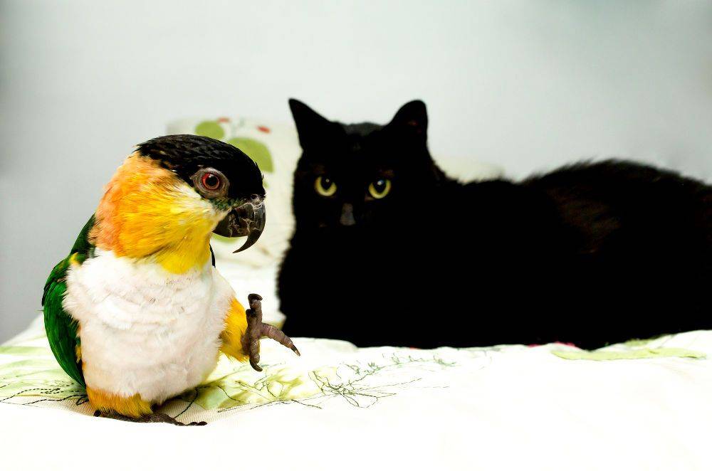 Попугай и кошка, как подружить кошку с попугаем, попугай и кот в одной квартире, дружба пернатого с усатым