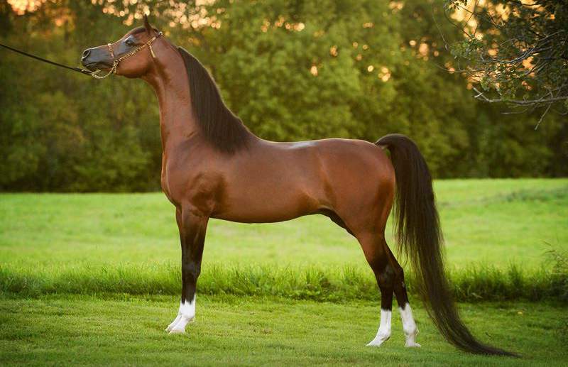 Арабская лошадь: описание, экстерьер, разведение, фото