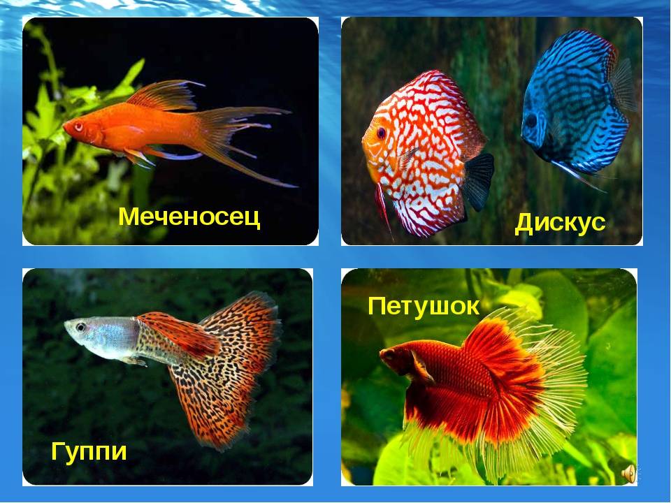 Виды аквариумных рыб: популярные, неприхотливые и необычные обитатели